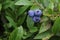 Three wild blueberry