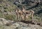 Three wild Burros outside of Oatman, Arizona