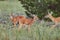 Three Wild deers outdoors in forest eating grass fearless beautiful and cute