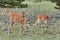 THREE Wild deers outdoors in forest eating grass fearless beautiful and cute