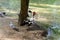 Three wild ducks mallard seating on the sand near the lake in the shade of trees