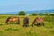 Three wild exmoor ponies grazing in English countryside rural scene England uk Quantock Hills Somerset