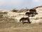 Three wild horses in the dunes grazing grass