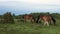 Three wild horses eating grass in a meadow or field