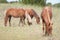 Three wild horses grazing