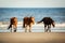 Three Wild Horses with Low Heads Walking Along the Beach at Corolla, North Carolina