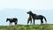 Three wild horses on a mountain meadow.