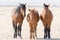 Three wild horses of namib desert