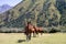 Three wild horses stand at the foot of a high mountain with bushes and trees