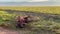 Three wild lions near a dead buffalo. Ngorongoro National Park. Safari in Africa.