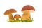 Three wild mushroom (Boletus pinophilus) close-up