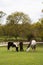 Three wild New Forest Ponies grazing in a woodland clearing