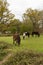 Three wild New Forest Ponies grazing in a woodland clearing