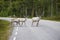 Three wild northern deers crossing the asphalt forest road, Norway