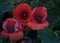 Three wild poppies growing on a roadside verge in late summer  summer