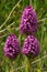 Three wild Pyramidal Orchid plants - Anacamptis pyramidalis