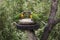 Three Wild Rainbow Lorikeets Trichoglossus Moluccanus at Feeder