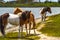 Three Wild Stallions Stay Alert While Grazing