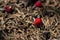 Three wild strawberries and some ants in an anthill