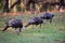 Three Wild Turkeys