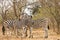 Three wild zebras in the bush , Kruger National park, South Africa