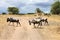 Three wildebeest crossing a trail in woodland with green trees and yellow grass