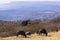 Three Wildebeest Grazing on Grassy hillside Overlooking Hills