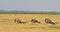Three Wildebeest on the run