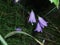 Three Wildflowers bluebells on dark background