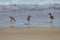 Three Willet Sandpipers on Beach