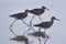 Three willets running on the beach at Moss Landing