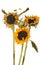 Three wilted sunflowers