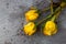 Three wilting yellow roses on a gray background