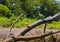 three Wimbrel Birds on a log