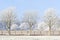 Three winter trees and frozen fence