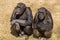 Three wise chimps