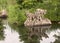 Three Wolf Puppies with Reflection in Lake