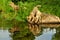 Three wolf pups with water reflections.