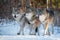 Three wolves walking side by side in winter forest