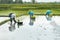 Three women rice terrace farmers working in the rice terrace.