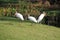 Three Wood Storks in the Grass