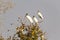 Three Wood Storks perched in a tree