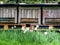 Three wooden bee hives in a field of daffodils.