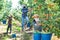 Three workers in masks picking pears