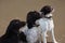 Three working spaniel pet gundogs sat together on a sandy beach