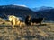 Three Yaks on frozen grassland