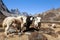 Three yaks, Nepal Himalayas mountains