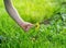 Three year old caucasian toddler boy picks a yellow dandelion in his hands