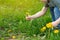 Three year old caucasian toddler boy picks a yellow dandelion in his hands.