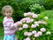 The three-year-old girl stands near a bush of the blossoming hydrangea